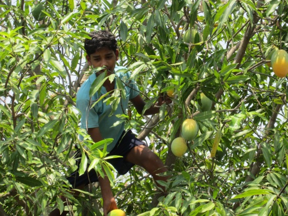 Students harvesting mangoes